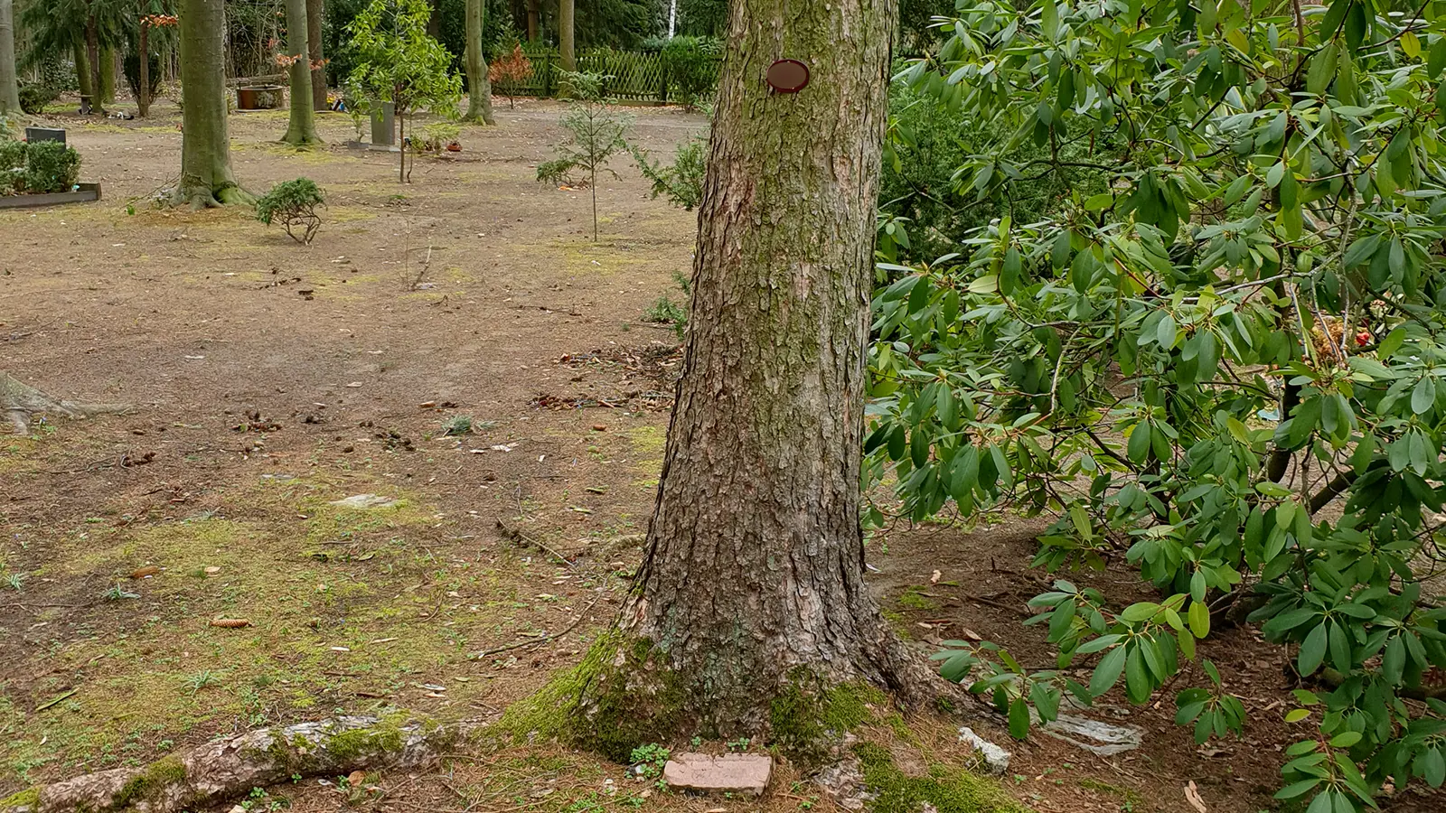 Baumgrabstätte auf einem Berliner Friedhof mit Namensschild am Baum