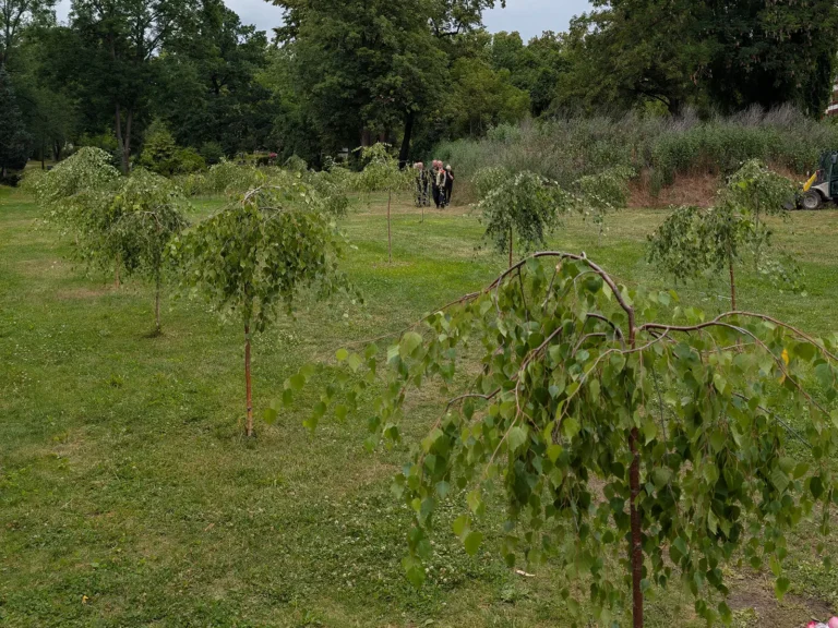 Baumgrabstätten auf einem Berliner Friedhof als Beispiel für eine Baumbestattung