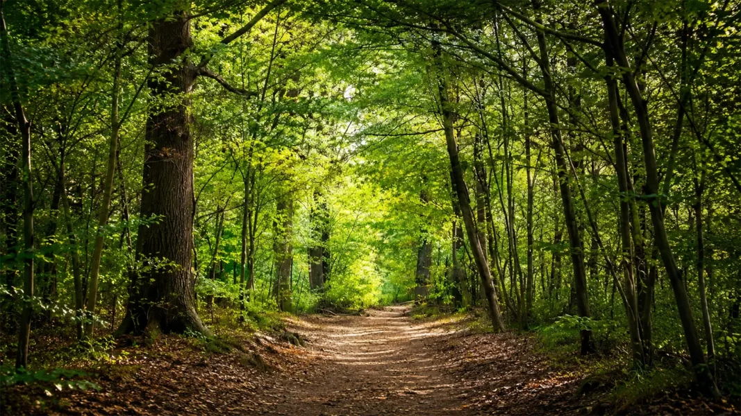 Waldweg in einem naturnahen Bestattungswald als Symbol für eine WaldbestattungWaldweg in einem naturnahen Bestattungswald als Symbol für eine Waldbestattung