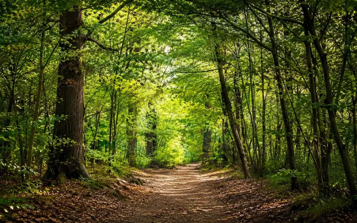 Waldweg in einem naturnahen Bestattungswald als Symbol für eine WaldbestattungWaldweg in einem naturnahen Bestattungswald als Symbol für eine Waldbestattung